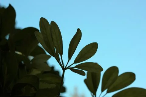 Green tree leaves Stock-Fotos