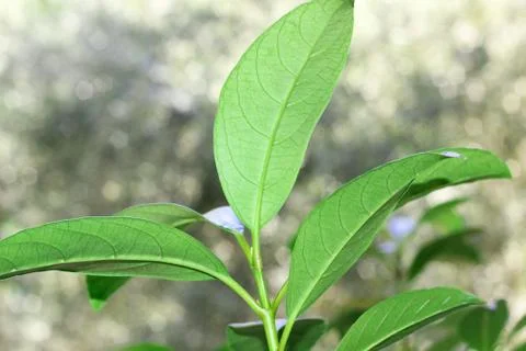 Green tree leaves Foto stock