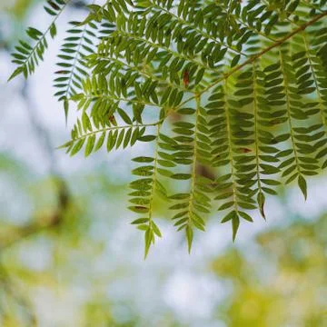 Green tree leaves Stock Photos