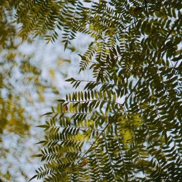Green tree leaves Stock Photos
