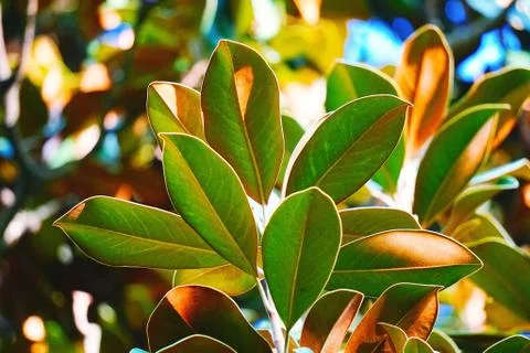 Green tree leaves Foto stock