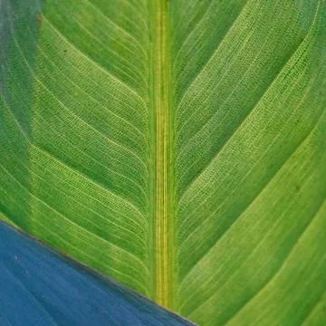 Green tree leaves Stock Photos