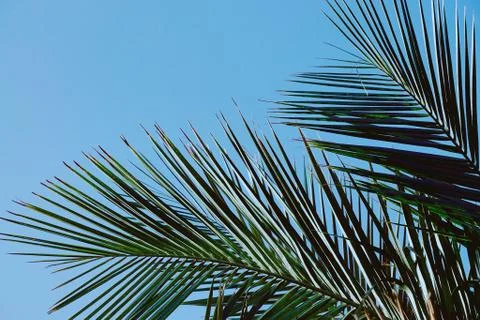 Green tree leaves Stock Photos