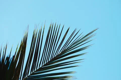 Green tree leaves Stock Photos