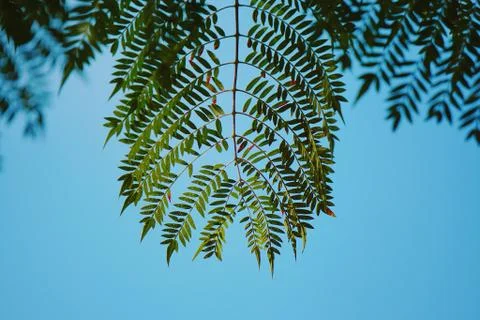 Green tree leaves Stock Photos