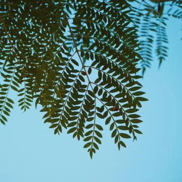 Green tree leaves Stock Photos