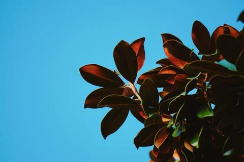 Green tree leaves Stock Photos