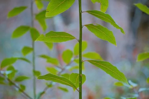 Green tree leaves Stock Photos