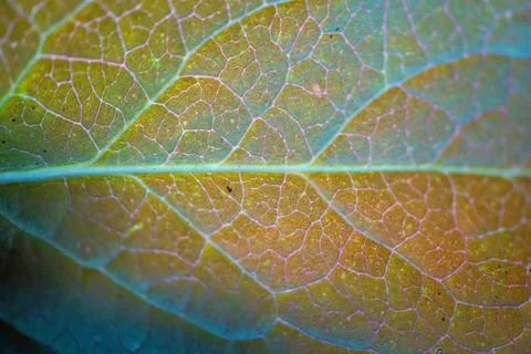 Green tree leaves Foto stock