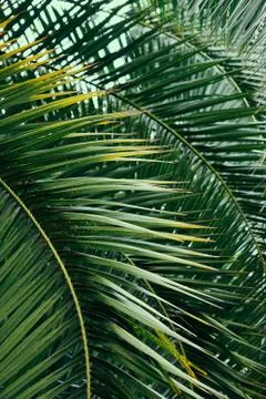 Green tree leaves Stock Photos
