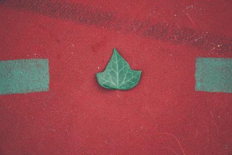 Green tree leaves Stock Photos