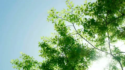 Green tree leaves quivered in the wind of spring. 库存影片 122904982