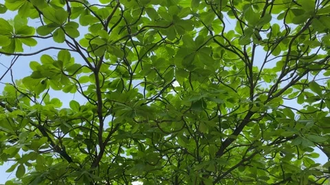 Green tree leaves with sky background Video stock 163753560