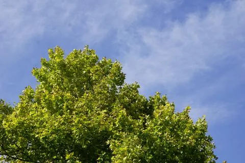 Green tree leaves with the sky in the background Stock Photos