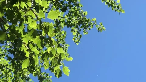 Green tree leaves softly sway against clear blue sky. Stock Footage 303769935