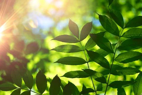 Green tree leaves in spring season green background Stock Photos