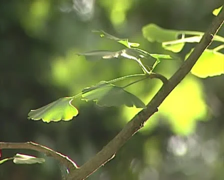 Green  tree leaves in the sun Stock Footage 10718024
