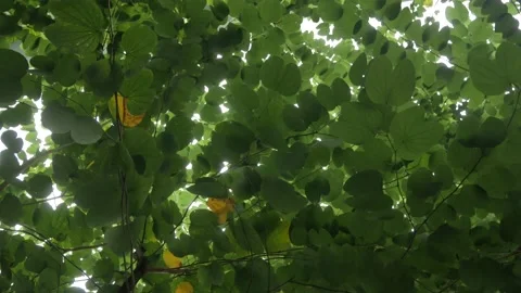 Green tree leaves with sunshine Stock Footage 164080776