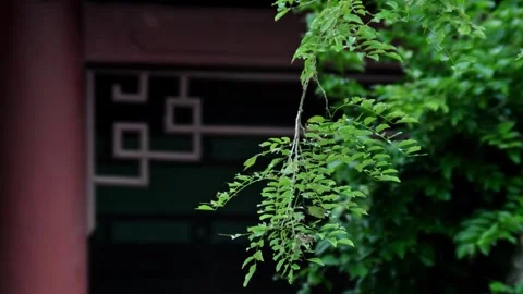 Green Tree Leaves Swaying In Front Of Traditional Asian Architecture Stock Footage 342243888