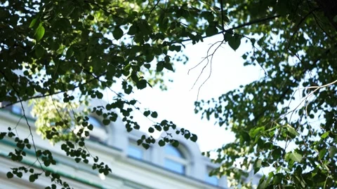 Green tree leaves swaying in front of an old building Stock Footage 346048896