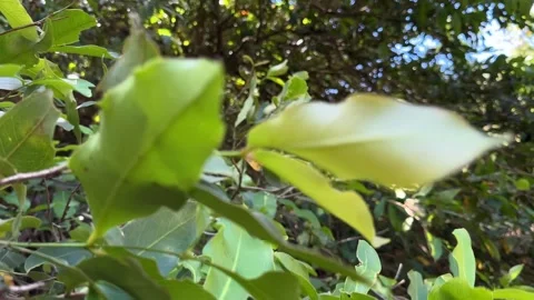 Green Tree Leaves Swaying Gently, Natural Sunlight, Low Angle View Stock Footage 324769933