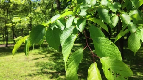 Green tree leaves swaying gently in summer forest Stock Footage 339270538