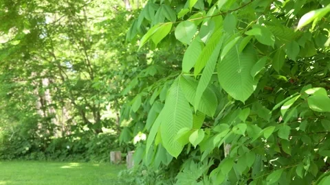Green tree leaves swaying gently in the breeze outdoors Stock Footage 339270570