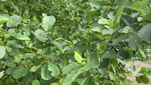 Green Tree Leaves Swaying Gently in the Wind Close Up Stock Footage 340007284