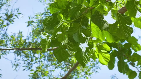 Green tree leaves swaying gently against a blue sky Видео 343900436