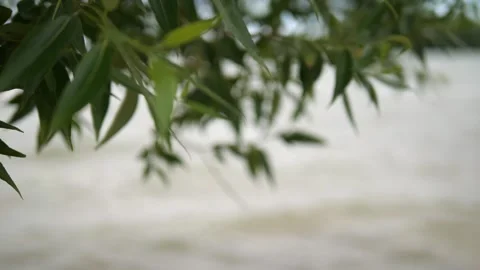 Green tree leaves swaying in the wind against the background of water waves and Stock Footage 313323693
