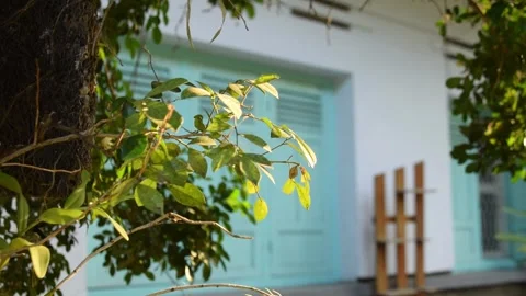 Green tree leaves swaying in the wind on a home terrace garden. Stock Footage 313477941