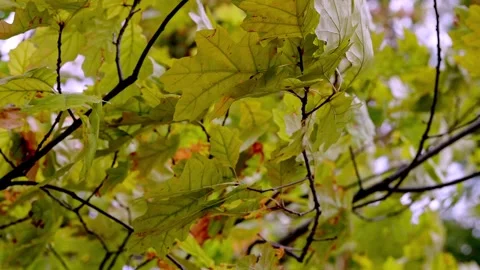 Green Tree Leaves Swaying in Wind Close-Up Stock Footage 318354675