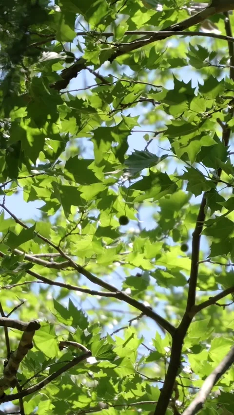Green Tree Leaves Swaying in the Wind Against Blue Sky Видео 336352879