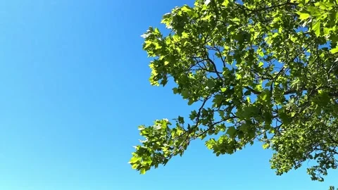 Green tree leaves swaying in the wind against a blue sky Vídeo Stock 336733605