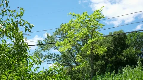 Green Tree Leaves Swaying in Wind Against Blue Sky Stock Footage 337188980