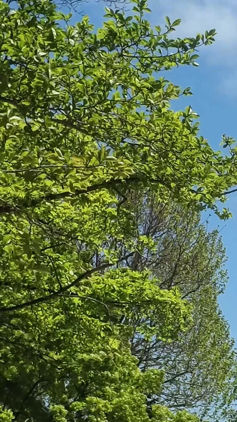 Green Tree Leaves Swaying in Wind vertical video Vídeos de archivo 337226897