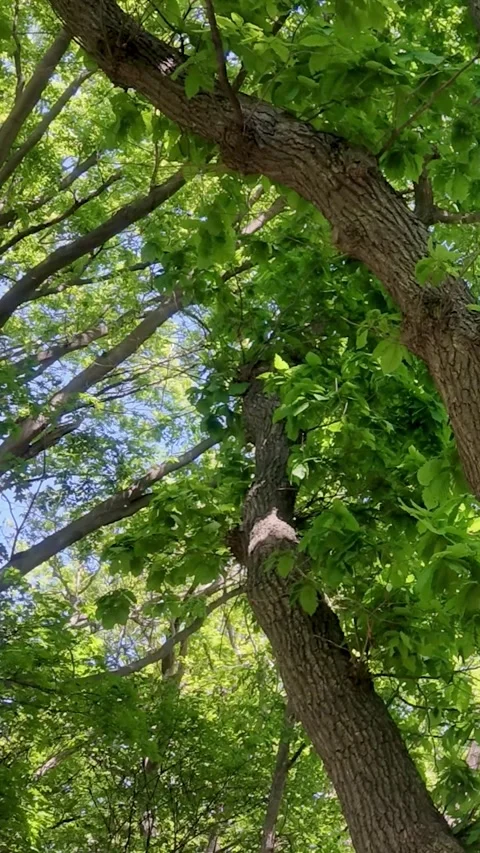 Green Tree Leaves Swaying in Wind, Vertical Video Stock Footage 339270969