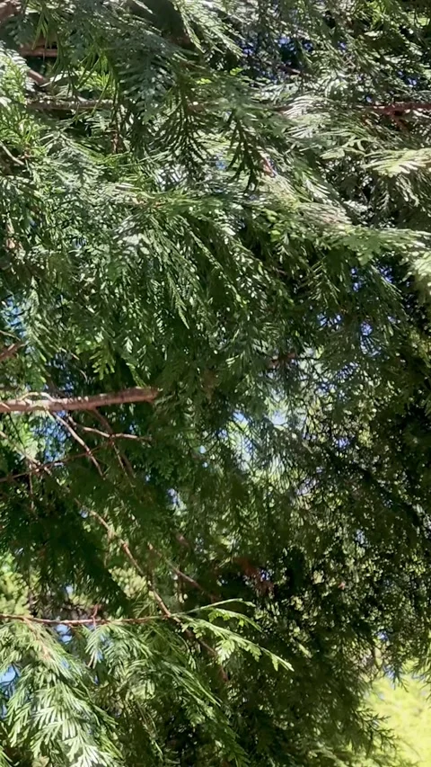Green Tree Leaves Swaying in the Wind Vertical Video Stock Footage 339270985
