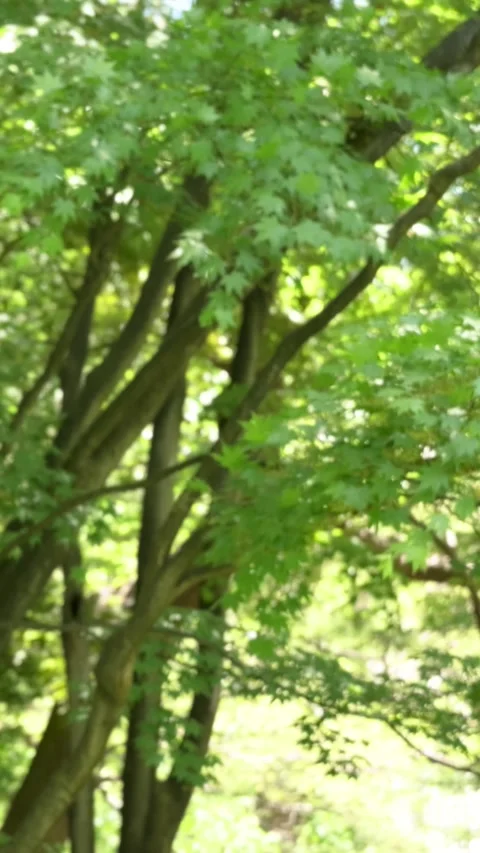 Green Tree Leaves Swaying in Wind, Blurred Forest Background Stock Footage 339271007