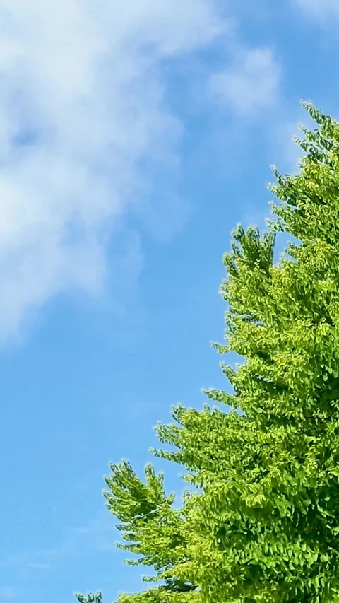 Green Tree Leaves Swaying in Wind Under Blue Sky Vertical Video Stock Footage 340547923
