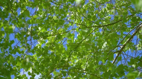 Green tree leaves swing on the wind in slow motion 180fps Stock Footage 164434543
