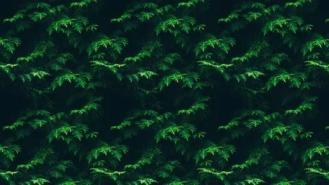 Green tree leaves texture background Stock Photos