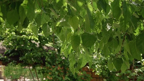 Green tree with leaves under rays of bright sun in organic garden outside. Stock Footage 119903708