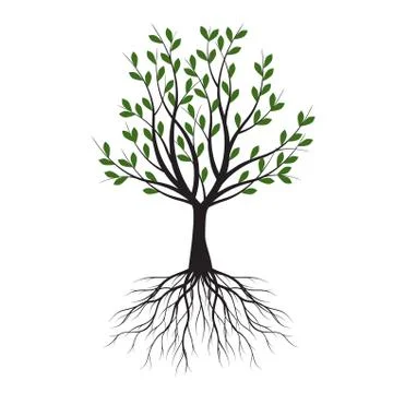 Green Tree with Leaves. Vector outline Illustration. Plant in Garden. 스톡 일러스트
