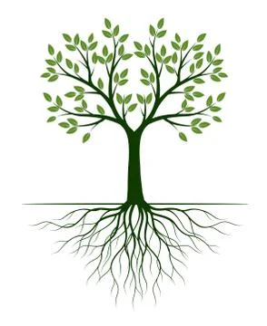 Green Tree with Leaves. Vector outline Illustration. Plant in Garden. Stock Illustration