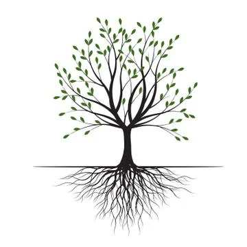 Green Tree with Leaves. Vector outline Illustration. Plant in Garden. 스톡 일러스트
