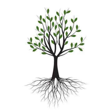 Green Tree with Leaves. Vector outline Illustration. Plant in Garden. Stock Illustration