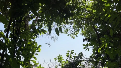 Green Tree Leaves Viewed from Below Natural Forest Canopy View Stock Footage 320930726