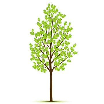 Green tree with leaves on white background Stock Illustration