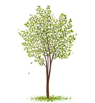 Green tree with leaves on white background Stock Illustration